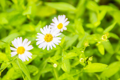 Close-up of white flowering plants