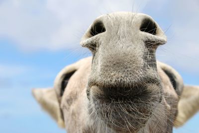 Close-up of a donkey against the sky