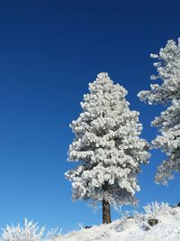 Low angle view of flower tree against clear blue sky