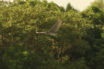 Bird flying in a forest