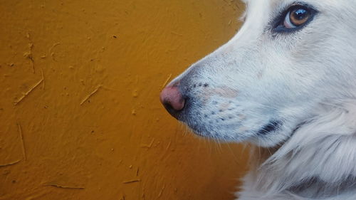 Close-up of white dog against wall