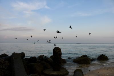 Birds flying over sea against sky