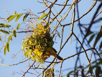 Close-up of lizard on tree against sky