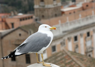 Big seagull with yellow beak and grey plumage