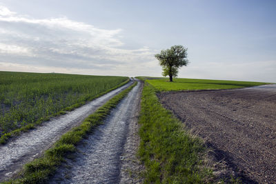 Road amidst field and single tree against sky