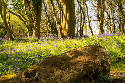 Close-up of flower trees in forest