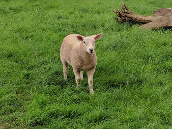 Sheep on field