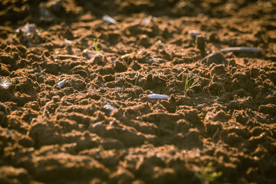 A dry peat on a floor of swamp. brown peat in a natural environment in latvia, northern europe.