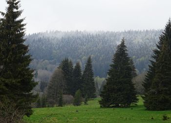 Pine trees in forest against sky