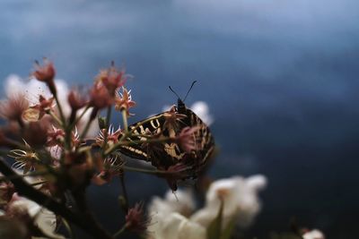 Close-up of insect on plant