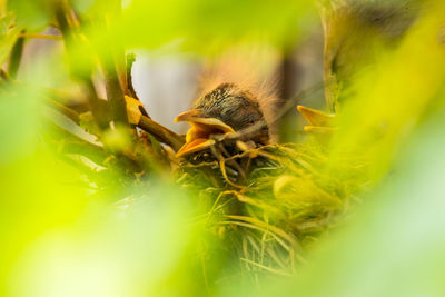 Close-up of insect on plant