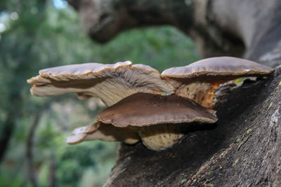 Close-up of mushrooms on tree