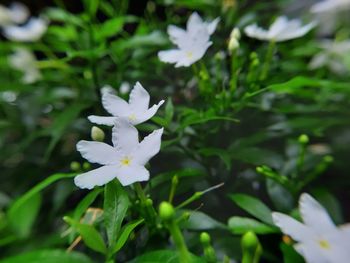 Close-up of white flowering plant