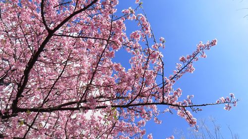 Low angle view of cherry blossoms against clear blue sky