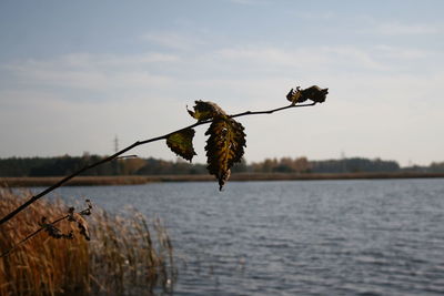 Close-up of wilted plant by sea against sky