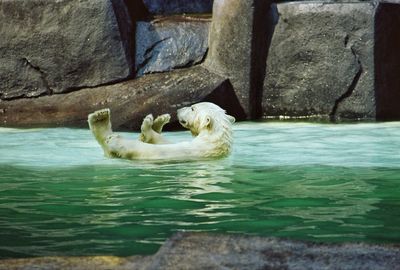 Polar bear floating on water at brookfield zoo