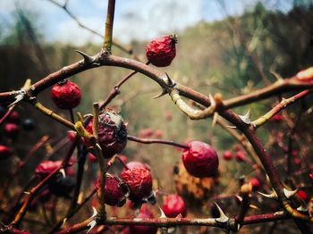 Close-up of berries growing on tree