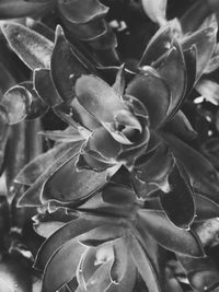 Close-up of flowering plant