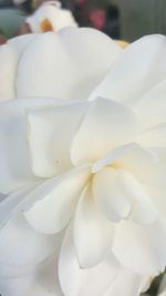 Close-up of white flower