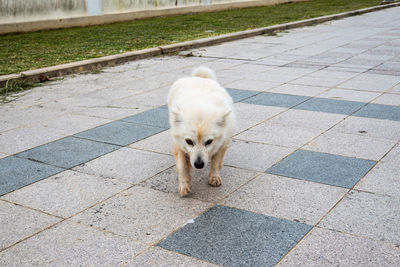 one animal