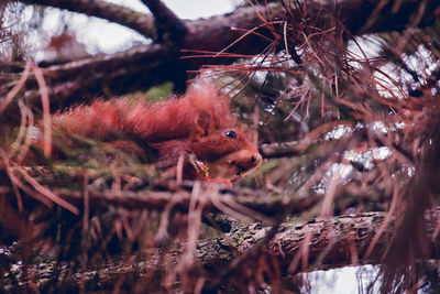 Low angle view of red squirrel on tree