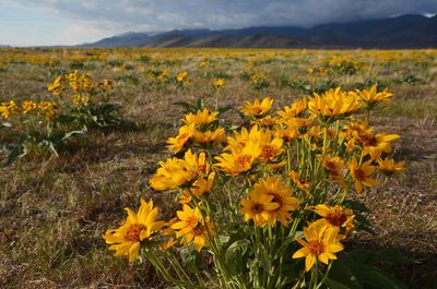 Yellow flowers blooming on field