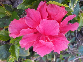 Close-up of pink flowering plant