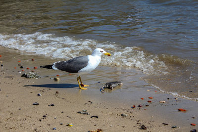 Seagulls perching on a beach
