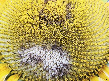 Close-up of yellow flowering plant