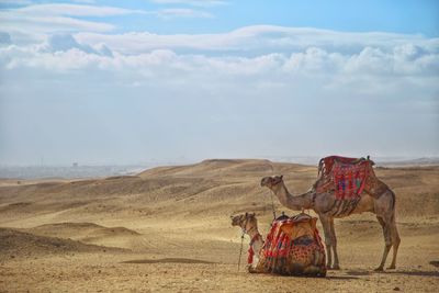 Horse cart on desert