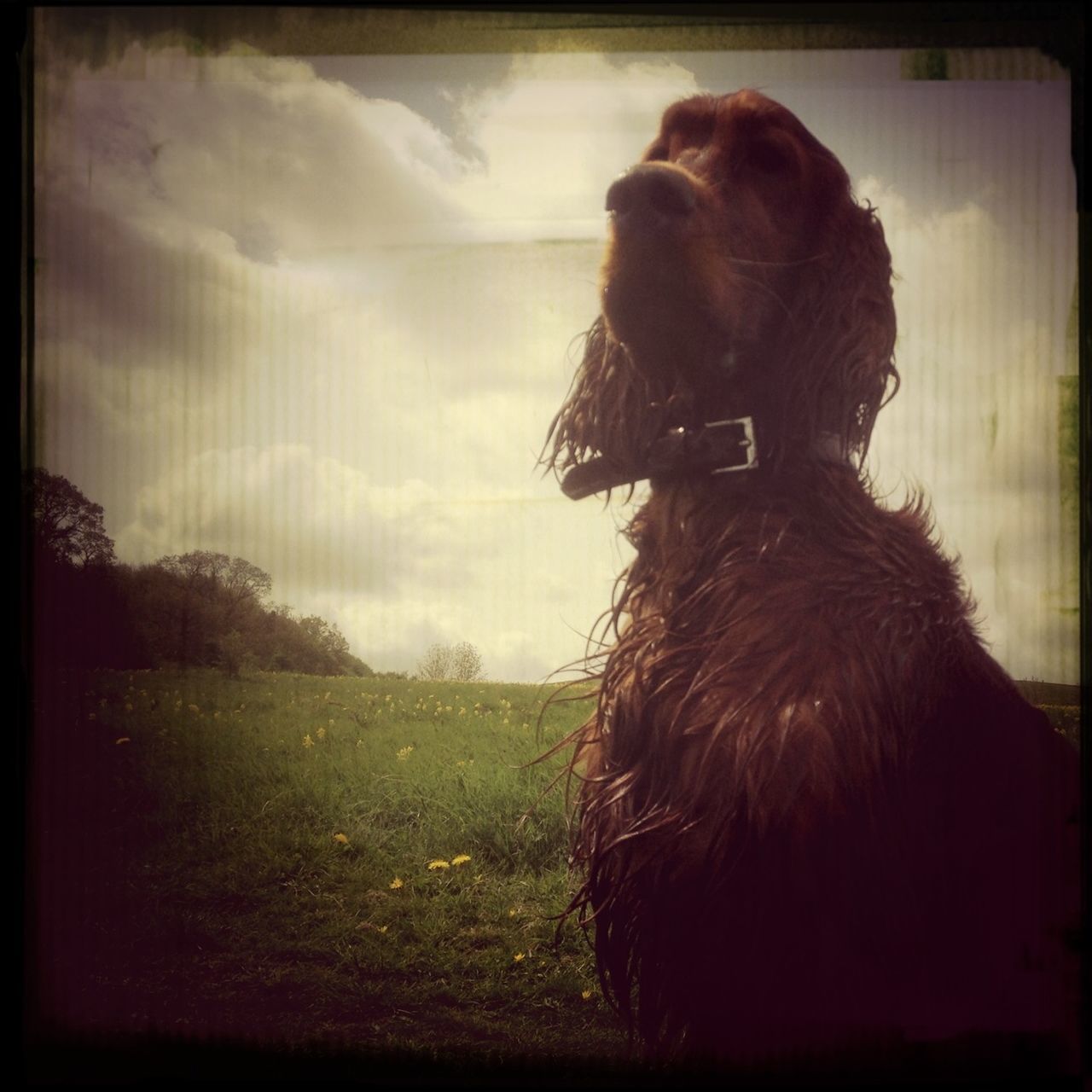 one animal, animal themes, domestic animals, transfer print, mammal, sky, auto post production filter, dog, field, pets, grass, cloud - sky, landscape, nature, cloud, grassy, outdoors, no people, standing, day