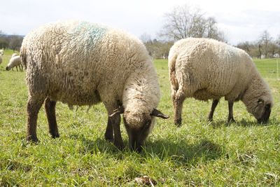 Sheep grazing on field