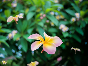 Close-up of frangipani on plant in park