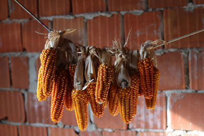 Close-up of dried fruits hanging on wall
