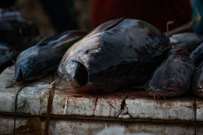 Close-up of fish for sale in market