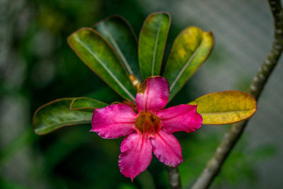 Close-up of pink flower