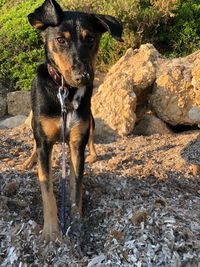 Portrait of dog on rock