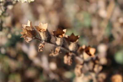 Close-up of a dried plant  