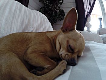 Dog sleeping on couch