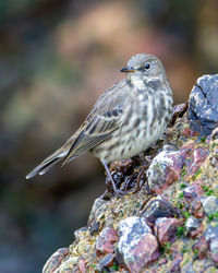 Close-up of bird perching on rock cute