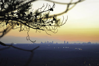 Close-up of silhouette tree in city at sunset