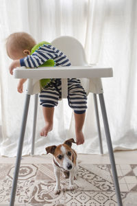 Cute boy and dog under high chair