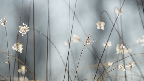 Close-up of dry flowering plants with water droplets