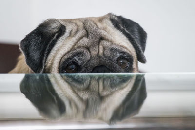 Close-up portrait of dog sitting by table