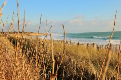 Scenic view of grass at beach against sky