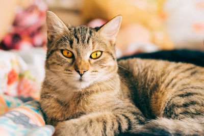 Close-up portrait of cat