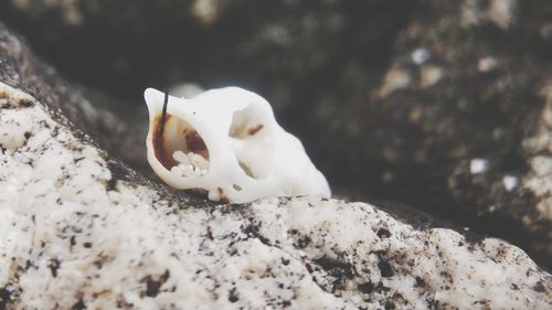 Close-up of an animal on rock