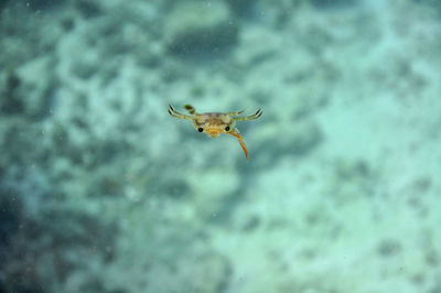 Red swimming crab .charybdis erythrodactyla, swims in the blue water. seychelles, indian ocean