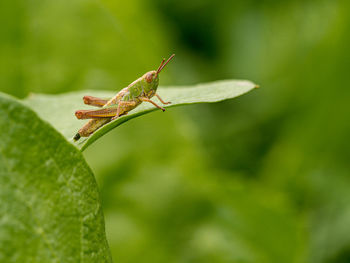 Close-up of insect on leaf