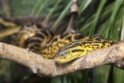 Close-up of lizard